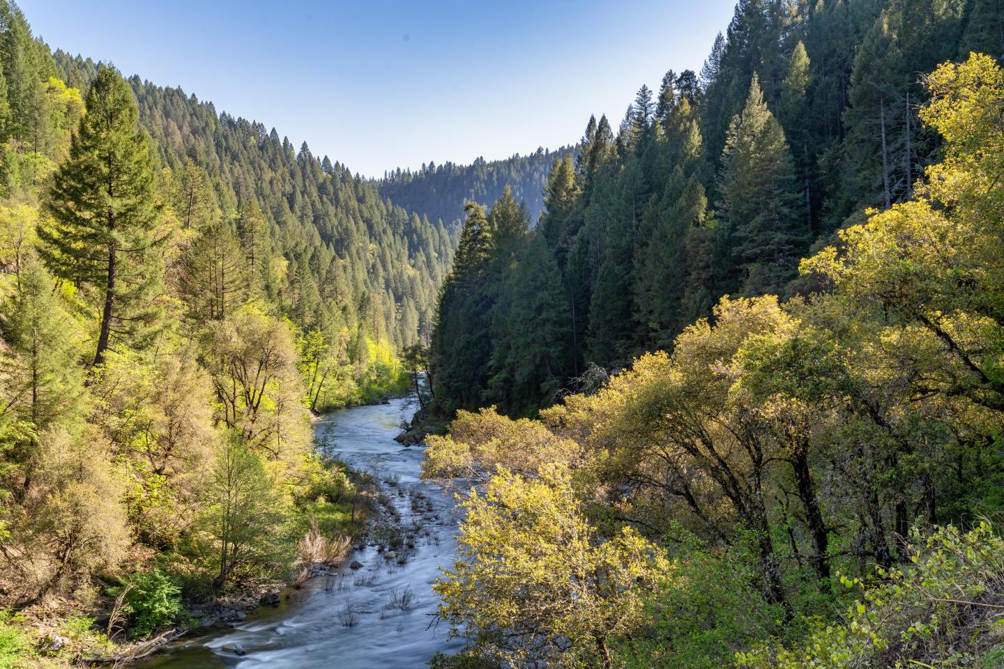 A river through a forest