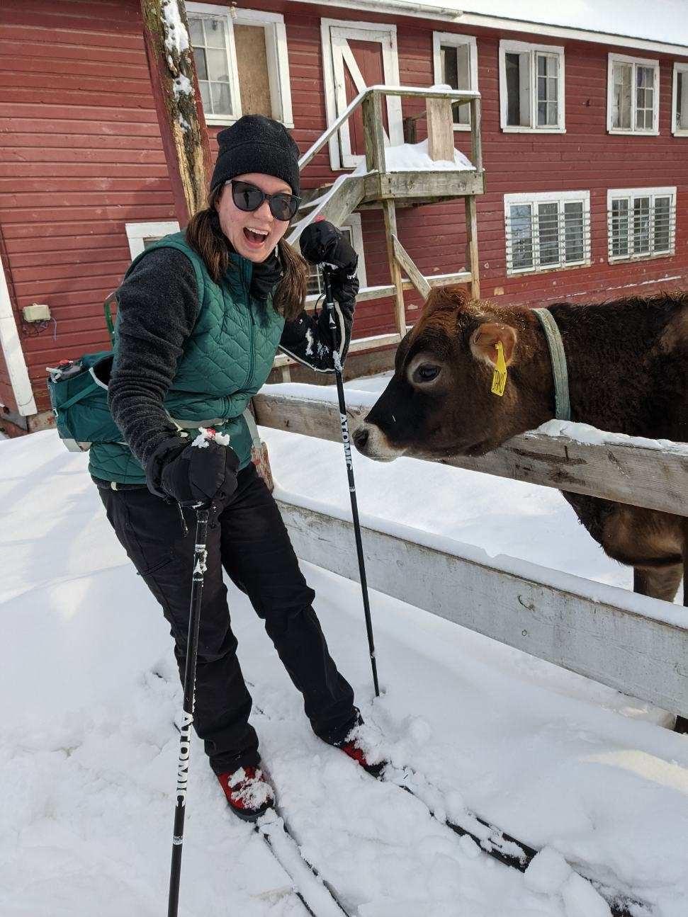 Hannah Lake on skis with a cow